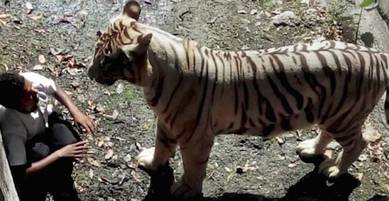 White Tiger Killed Man In Dehli