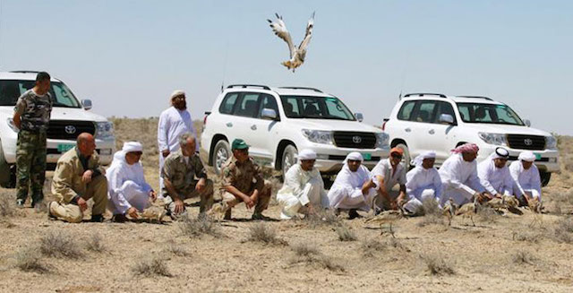 houbara bustard hunting