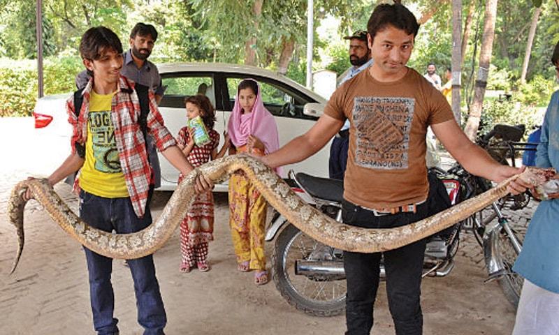 Python killed in Bagh-i Jinnah Lahore