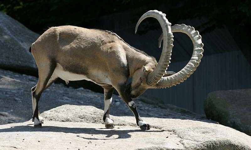 markhor