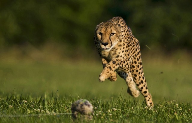 Sarah cheetah