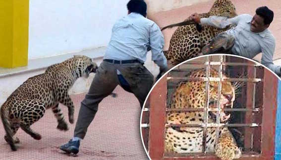 Leopard injures five at Indian school