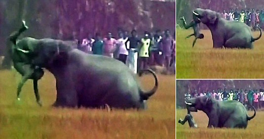 Elephant tramples in india