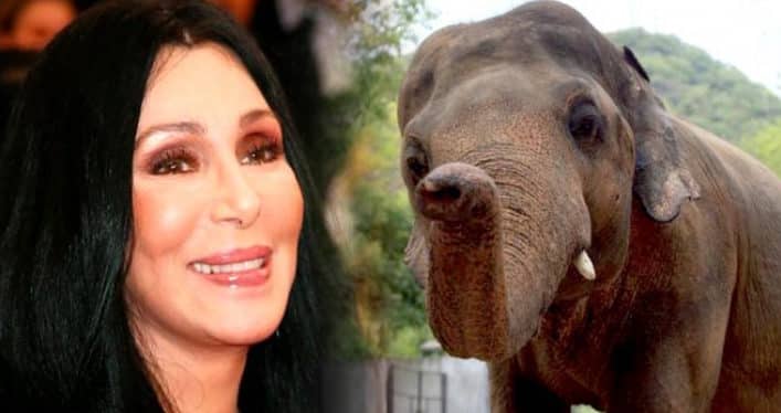 Cher aims to free lonely elephant