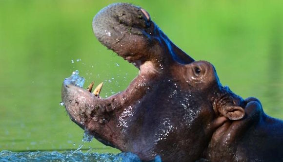 Drug lord’s pet hippos