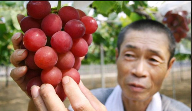 Japan grapes