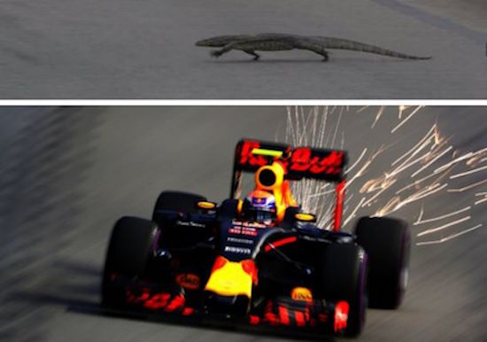 Lizard on Formula One Track