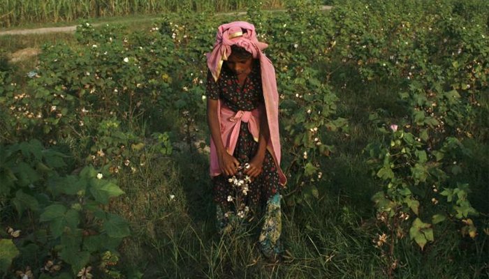 Pakistan's cotton fields