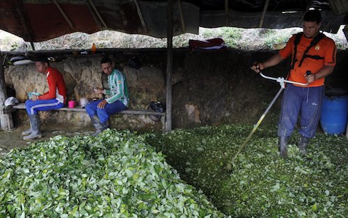 Colombia cocaine coca crop