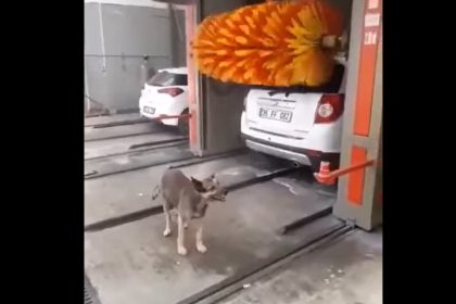 Dog Enjoys A car wash