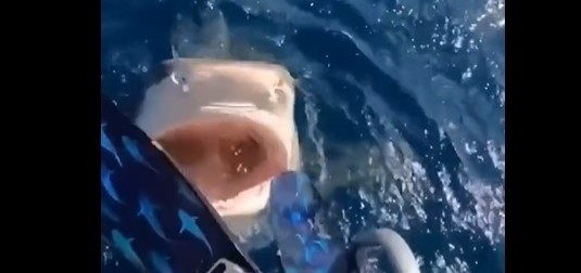 Shark Attack Video
