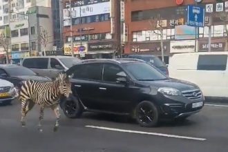Zebra in South Korean City, Zebra in Seoul