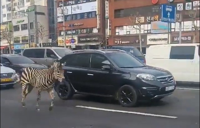 Zebra in South Korean City, Zebra in Seoul