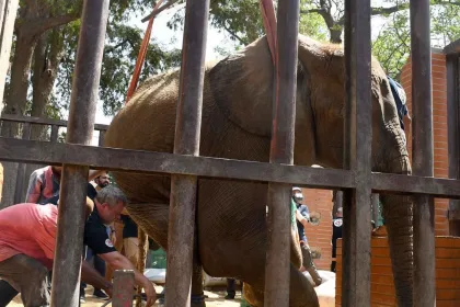 Four Paws, Karachi Zoo, Noor Jehan, ailing elephant, wildlife experts, Animal welfare