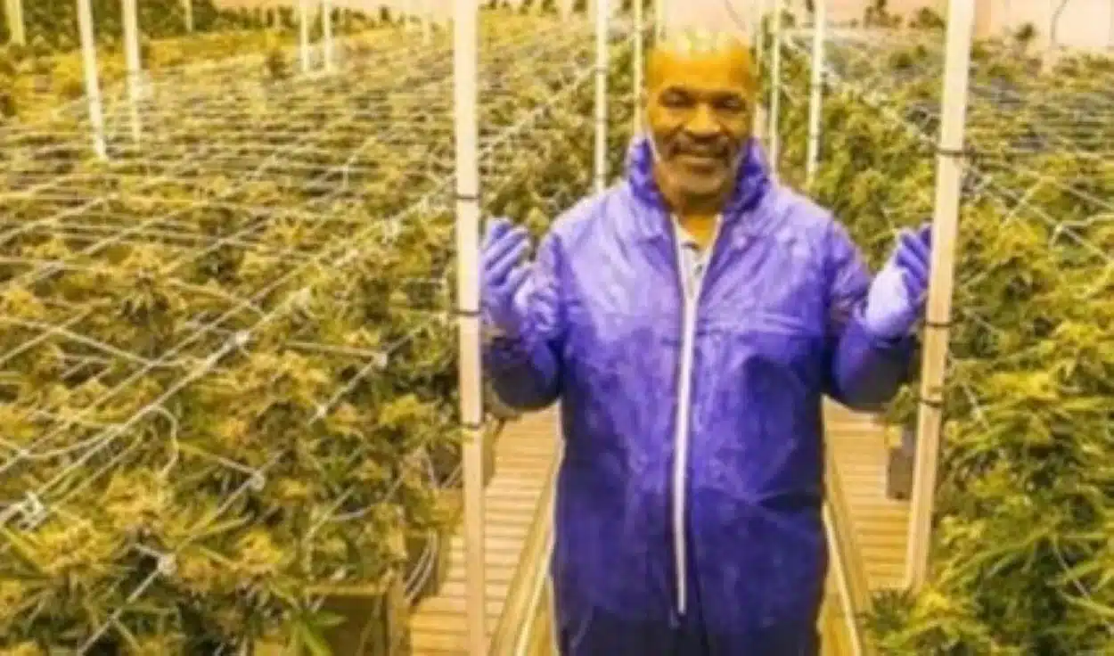 Mike Tyson, weed company, Tyson 2.0, NBA players, Weed strains