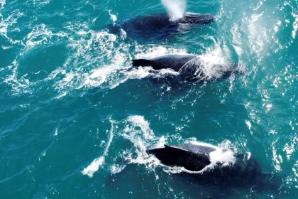 Humpback Whales comeback in Brazil