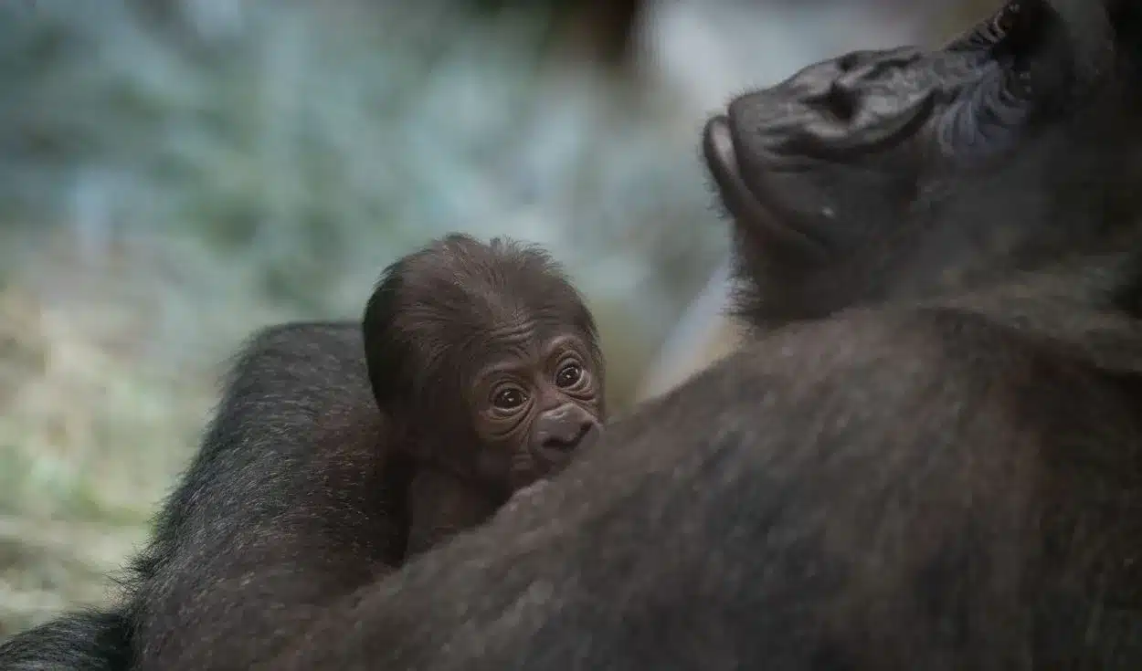 Gorilla birth at Columbus Zoo