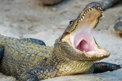 alligator attack, fatal alligator attack,