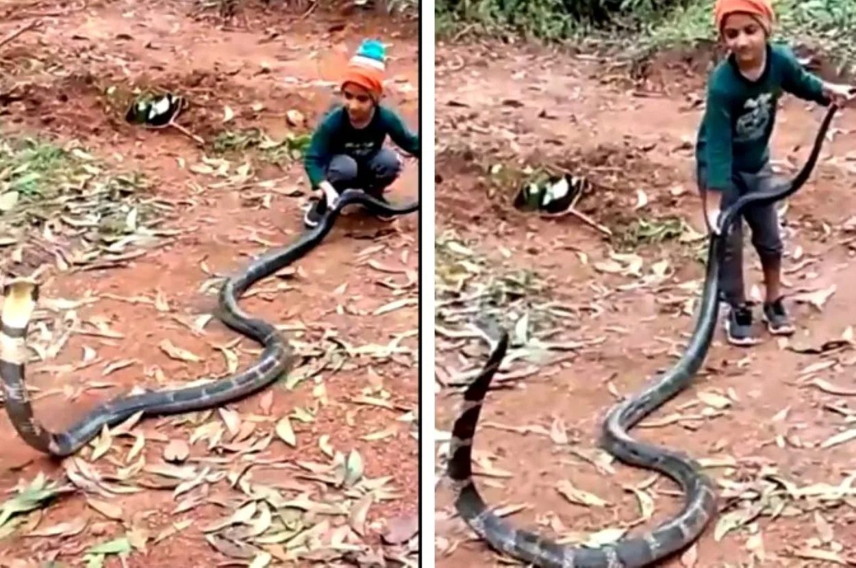 deadly cobra, fearless child