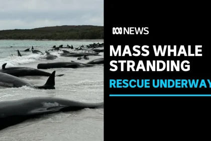 Whale Stranding in Western Australia