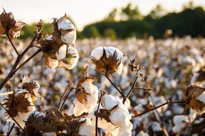 Pakistan's Cotton Production