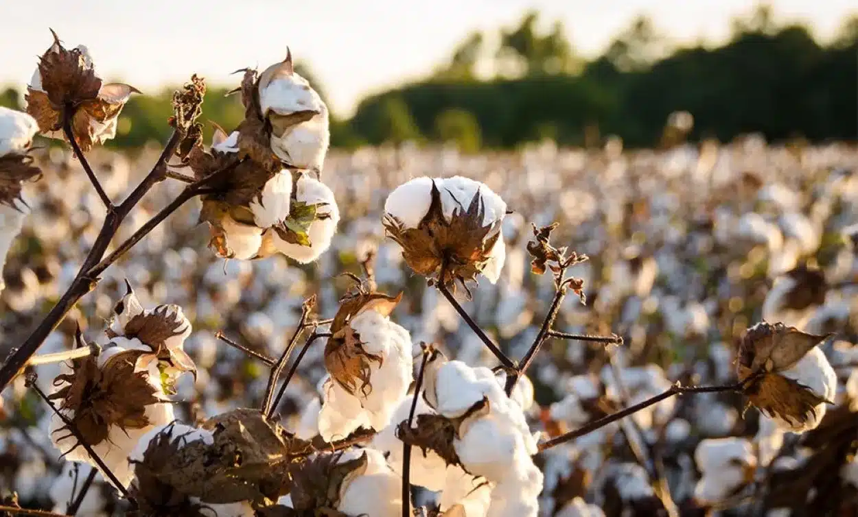 Pakistan's Cotton Production