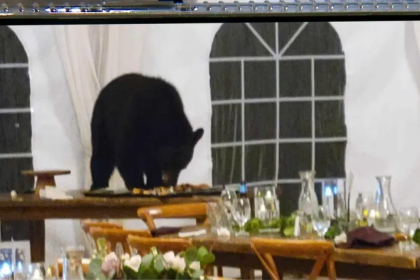 Bear Crashes Wedding