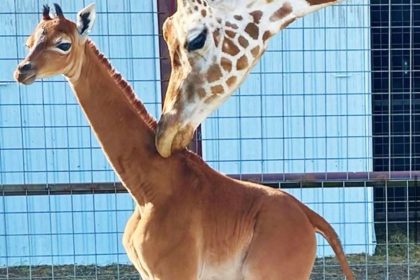 Spotless Giraffe at Brights Zoo