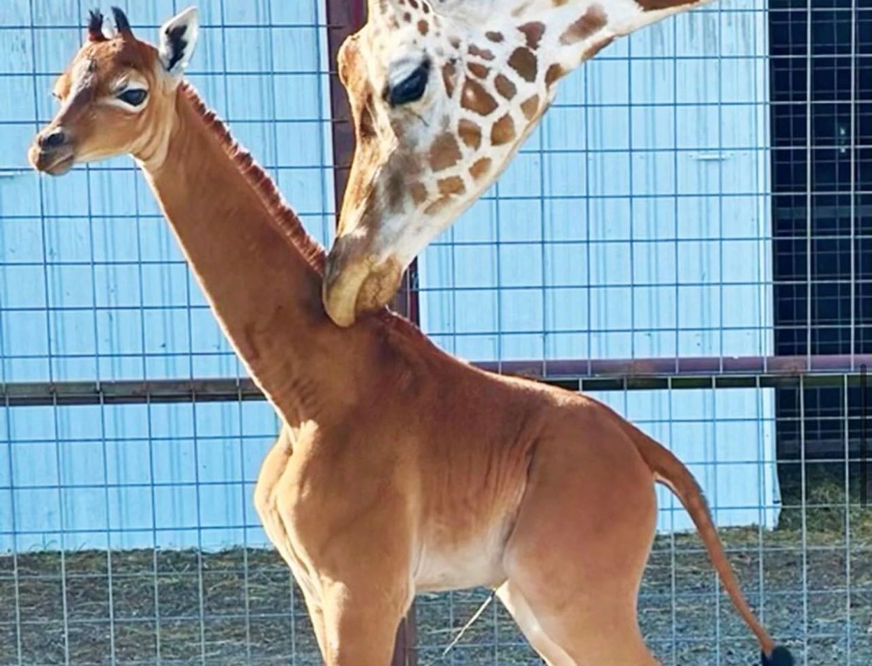Spotless Giraffe at Brights Zoo
