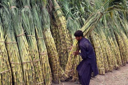 "Sindh sugarcane pricing 2023-24"