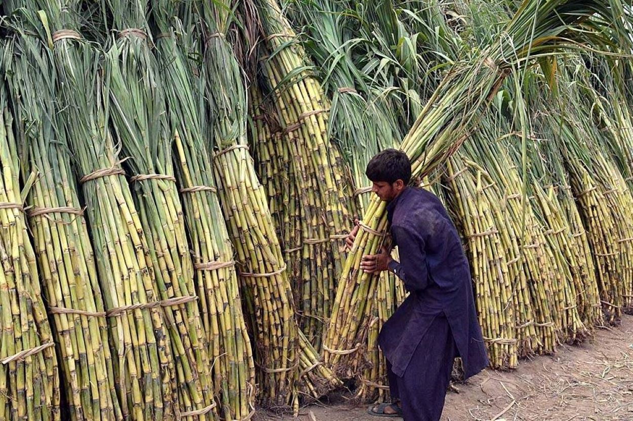 "Sindh sugarcane pricing 2023-24"