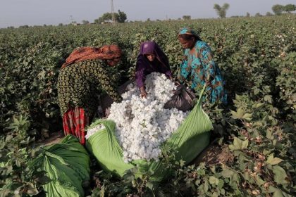 Pakistan Cotton Production Surge