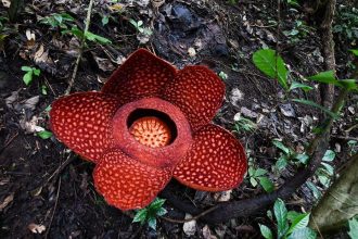 Rafflesia flower extinction