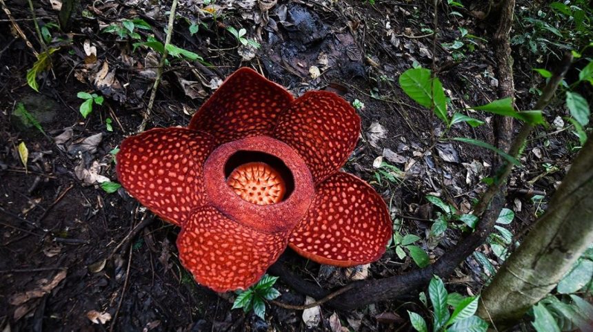 Rafflesia flower extinction