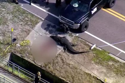 Largo Florida Alligator Incident
