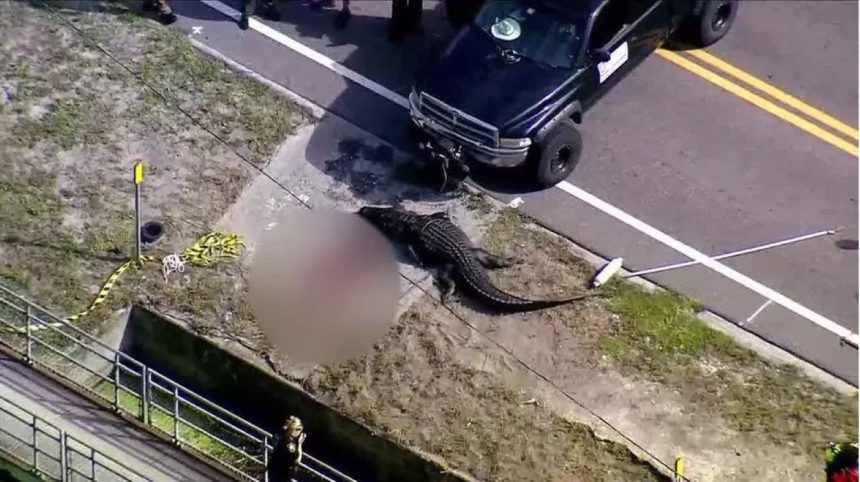 Largo Florida Alligator Incident