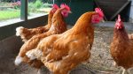 Brazil bird flu ban
