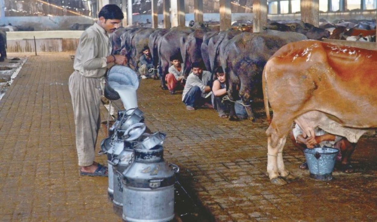 Karachi Milk Crisis