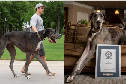 Zeus World's Tallest Dog
