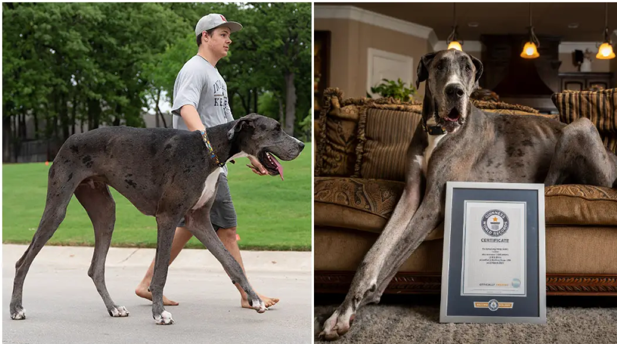 Zeus World's Tallest Dog