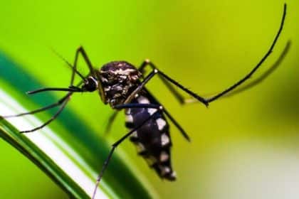 Dengue Treatment Breakthrough