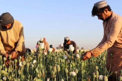 Afghanistan Opium Production