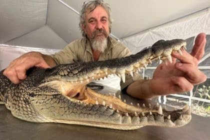 Colin Deveraux Crocodile