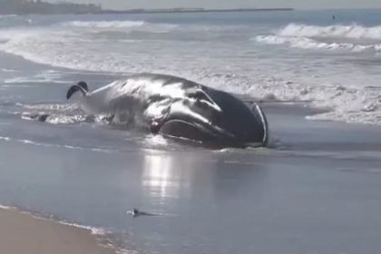 "Fin Whale," "San Diego Beach," "NOAA," "Marine Conservation"