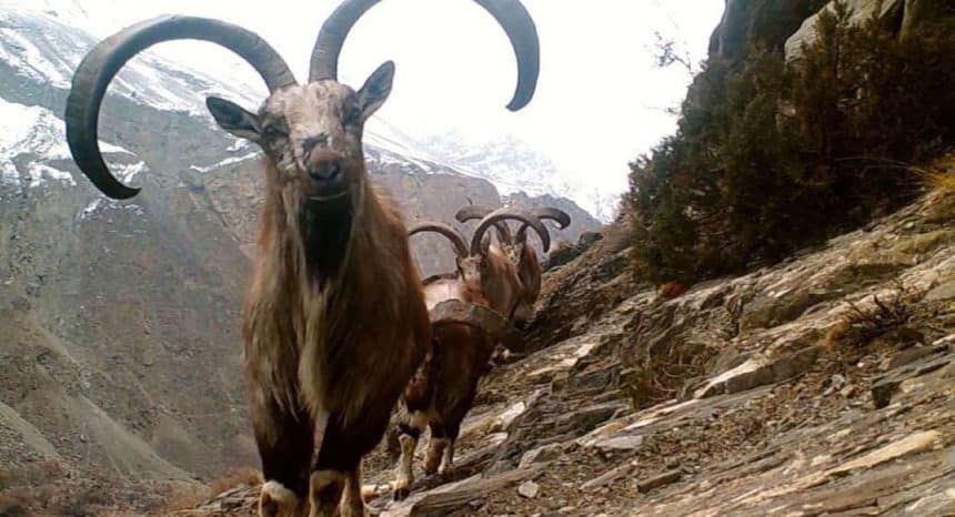 Markhor HuntaMarkhor Trophy Hunt Fee