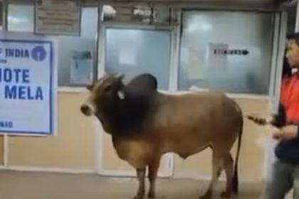 Bull in The State Bank of India