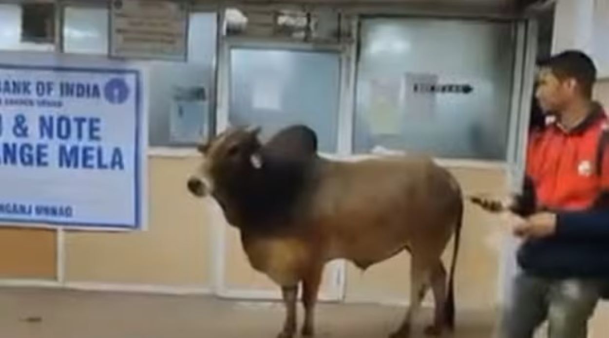 Bull in The State Bank of India