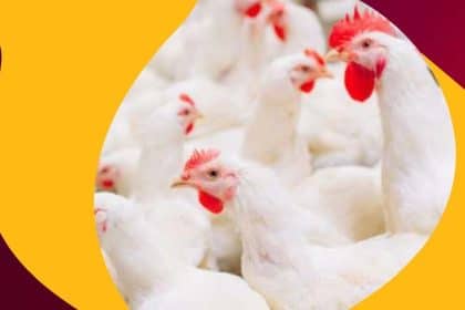 Pakistan's Poultry Industry