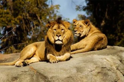 Calcutta High Court Lion Names Dispute