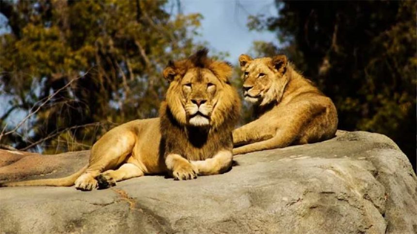 Calcutta High Court Lion Names Dispute